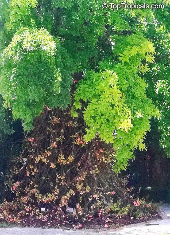 Couroupita guianensis, Cannonball Tree