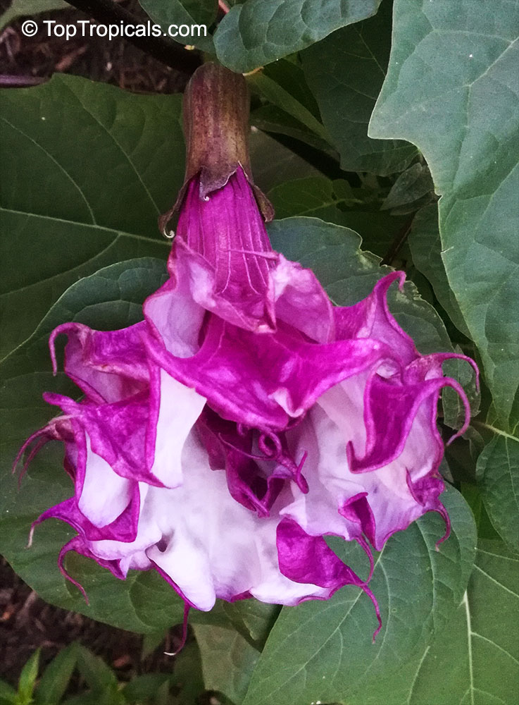 Details about   RARE Purple Datura double flower within flower 6" 