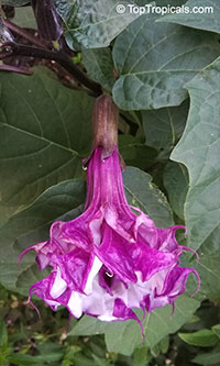 Datura metel, Purple Horn-of-Plenty, Jimpson Weed, Devils Weed

Click to see full-size image