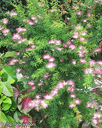 Calliandra brevipes, Calliandra selloi, Acacia selloi, Pink Powderpuff, Shuttlecock, Esponja, Esponjinha, Manduruva, Fairyduster, Mesquitilla, Mock mesquite, Quebra-foice

Click to see full-size image