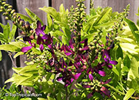 Millettia reticulata, Evergreen Wisteria, Summer Wisteria