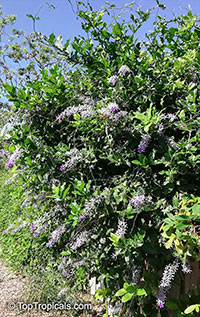 Petrea volubilis, Petrea kohautiana, Queen's Wreath, Sandpaper Vine

Click to see full-size image