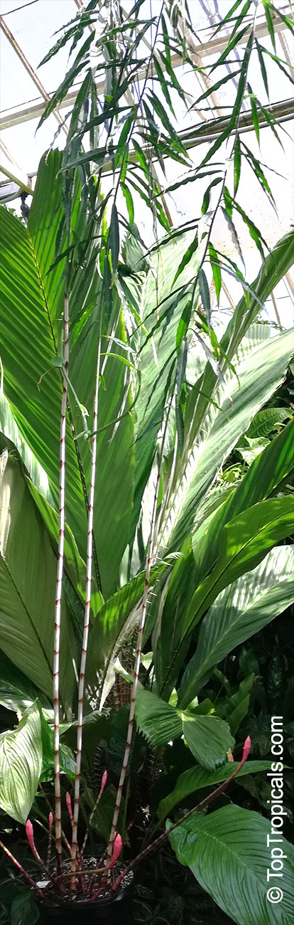 Costus stenophyllus, Bamboo Costus