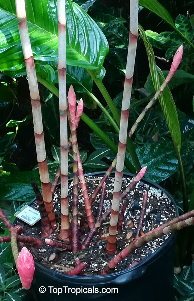 Costus stenophyllus, Bamboo Costus