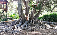 Ficus macrophylla, Ficus macrocarpa, Ficus magnolioides, Moreton Bay Fig

Click to see full-size image