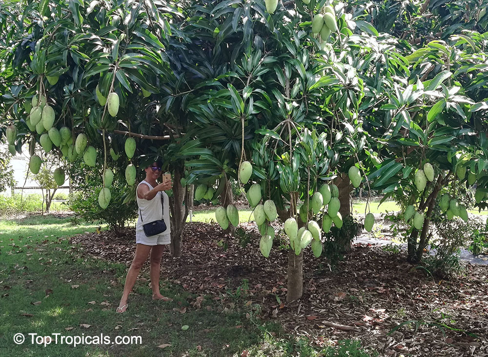 Taking a picture of a mango tree loaded with fruit