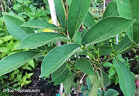 Oxyanthus sp., Whipstick Tree, Wild Coffee, Zulu Loquat, Sand-forest Afro-loquat

Click to see full-size image