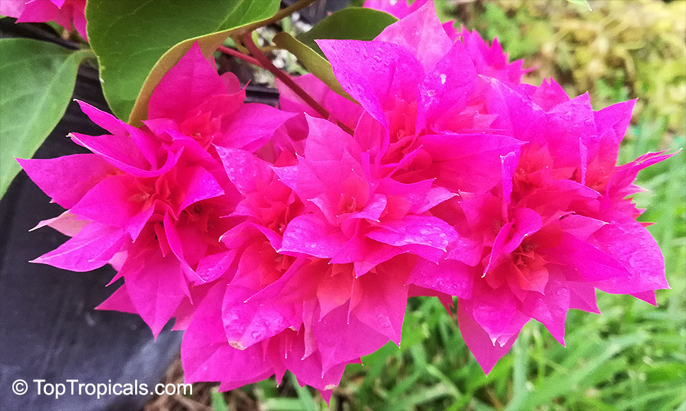 Bougainvillea sp., Bougainvillea. Bougainville 'Double Red'