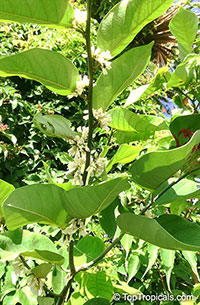 Dalbergia ecastaphyllum, Coinvine

Click to see full-size image
