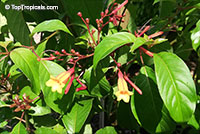 Hamelia cuprea, Bahama Firebush

Click to see full-size image