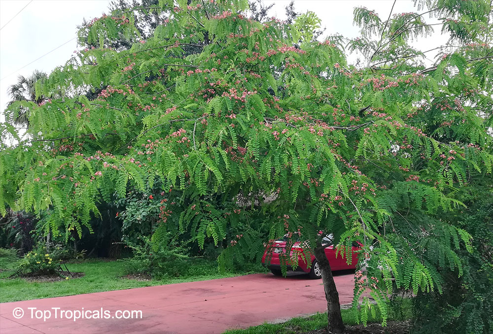 Cassia marginata, Red Shower Tree, Red or Rose Cassia, Rainbow Tree