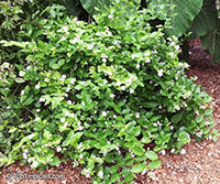 Jasminum sambac Arabian Knights, Nyctanthes sambac, Arabian Knights tea jasmine, Arabian Nights, Sampaguitas, Arabian Jasmine, Hawaiian Pikake

Click to see full-size image