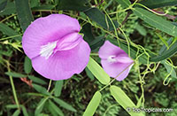 Centrosema sp., Butterfly Pea

Click to see full-size image