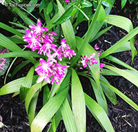 Spathoglottis plicata, Ground Orchid, Garden Orchid

Click to see full-size image