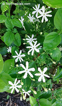 Jasminum molle, Jasminum auriculatum, Jasminum Molle, Indian Jui

Click to see full-size image