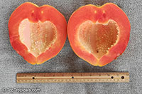 Carica papaya, Papaya

Click to see full-size image