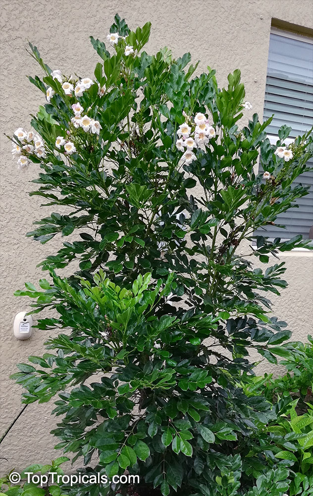 Radermachera sp., Tree Jasmine