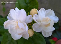 Jasminum sambac 'Gundu malli'

Click to see full-size image