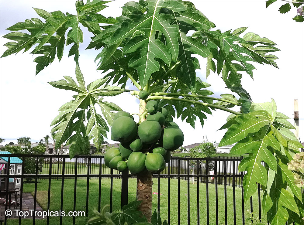 Guava Cas, Psidium friedrichsthalianum