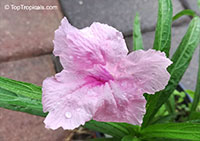 Ruellia brittoniana, Mexican petunia, Mexican Blue Bell

Click to see full-size image