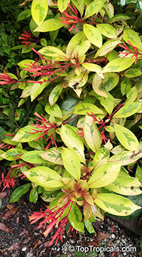 Hamelia patens Lime Sizzler - Variegated Fire Bush

Click to see full-size image