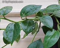 Peperomia scandens, Acrocarpidium scandens , False Philodendron, Radiator plant, Hanging Peperomia

Click to see full-size image