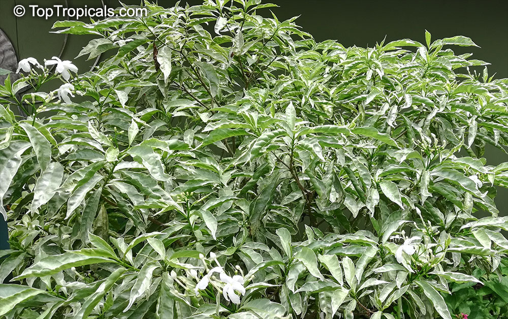 Tabernaemontana sp. variegata, Variegated Tabernaemontana
