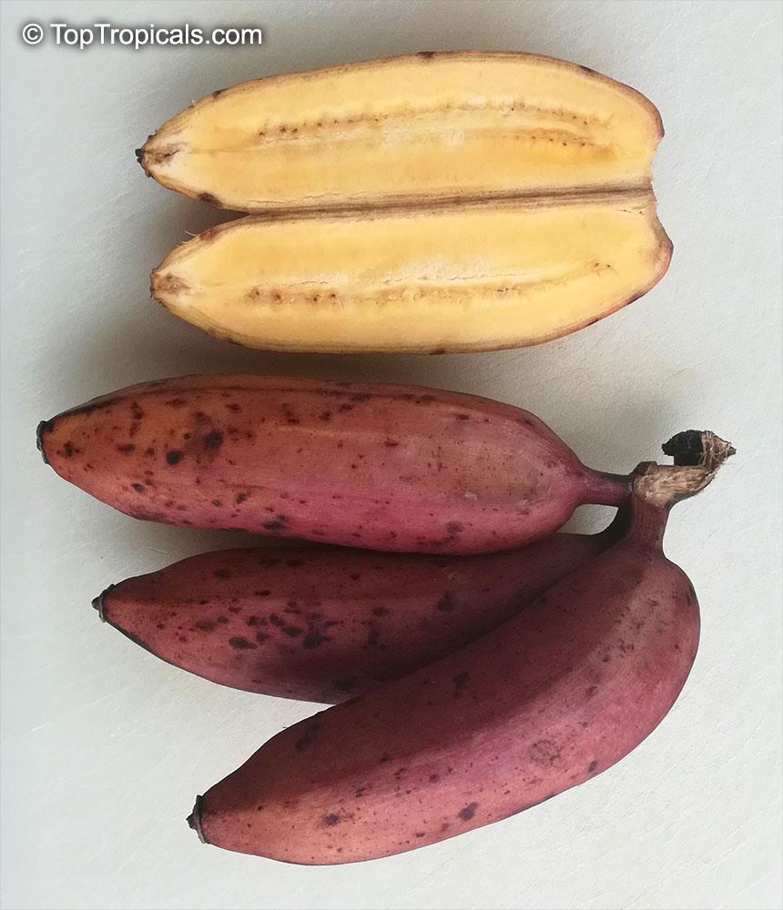 Musa sp., Banana, Bananier Nain, Canbur, Curro, Plantain. Musa acuminata 'Red'