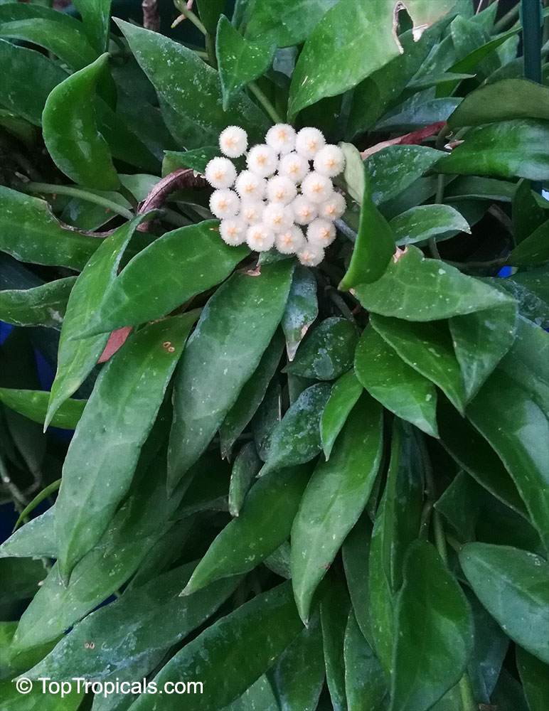 Hoya lacunosa, Wax plant