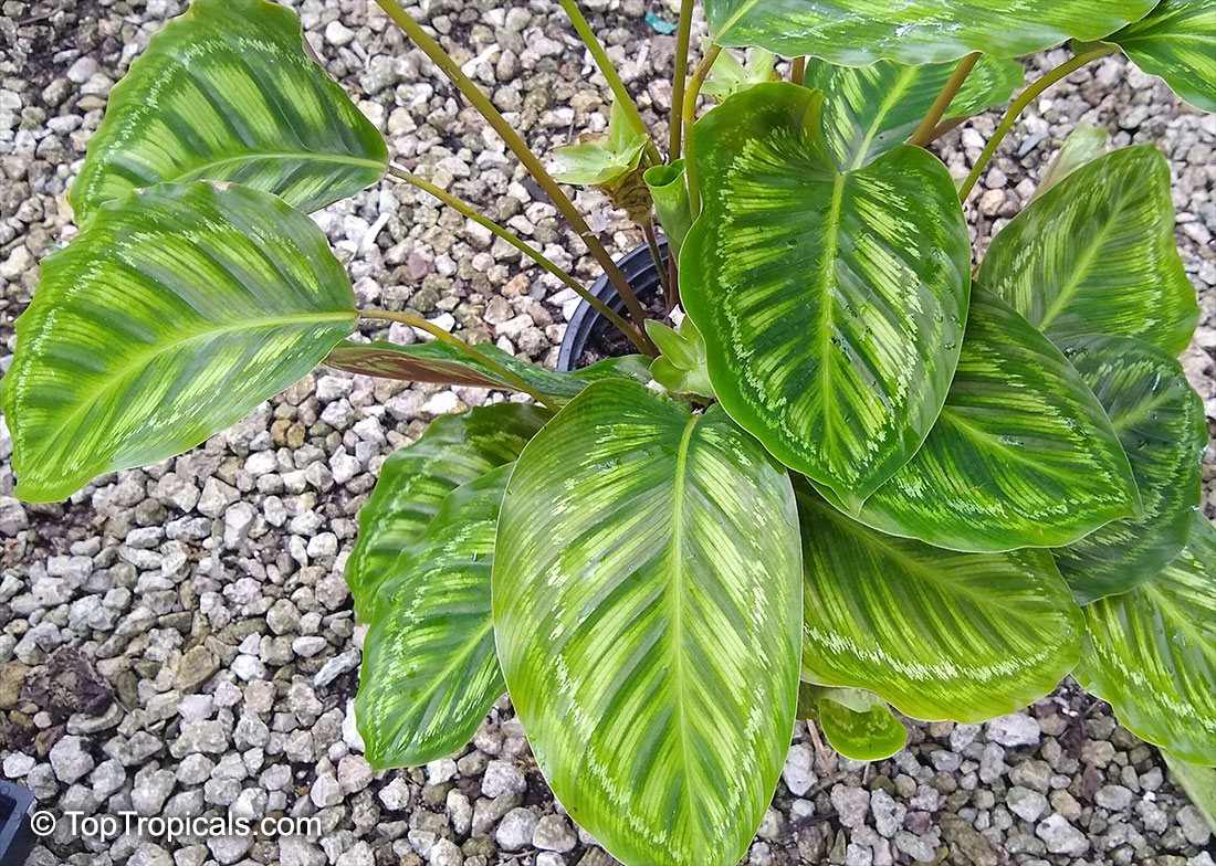 Goeppertia veitchiana, Calathea veitchiana, Prayer Plant