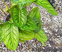 Calathea sp., Calathea

Click to see full-size image