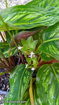 Goeppertia veitchiana, Calathea veitchiana, Prayer Plant

Click to see full-size image