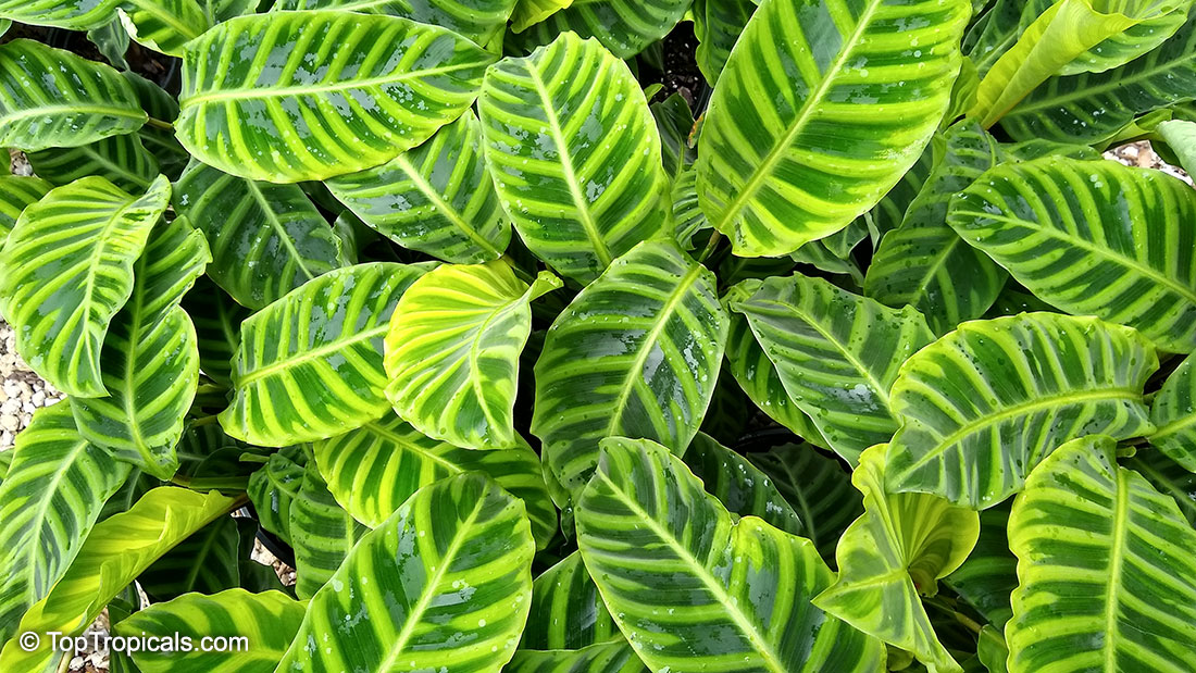 Calathea zebrina - Zebra Plant