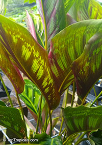 Goeppertia veitchiana, Calathea veitchiana, Prayer Plant

Click to see full-size image