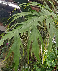 Philodendron warszewiczii, Philodendron

Click to see full-size image