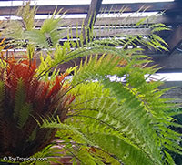 Drynaria rigidula, Polypodium rigidulum, Basket Fern

Click to see full-size image