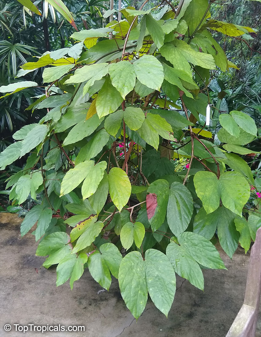Bauhinia aureifolia, Gold Leaf Bauhinia, Bai Mai Si Thong