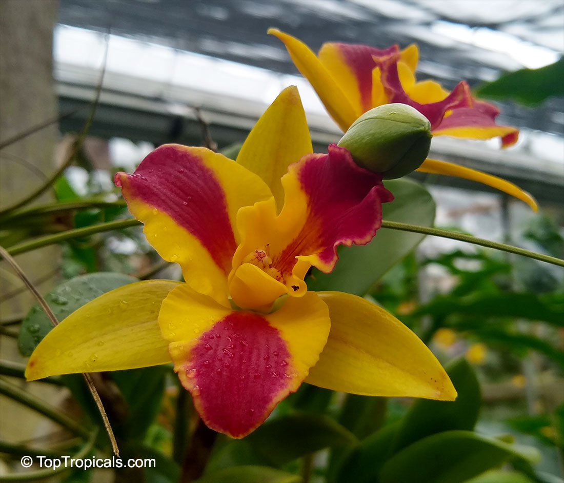 Cattleya sp., Cattleya Orchid. Potinara