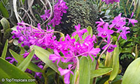 Guarianthe sp., Guarianthe

Click to see full-size image