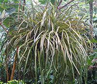 Pyrrosia longifolia, Long Felt Fern

Click to see full-size image