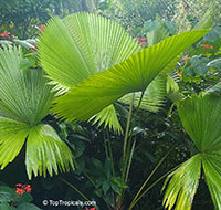 Licuala peltata, Ruffled Fan palm

Click to see full-size image