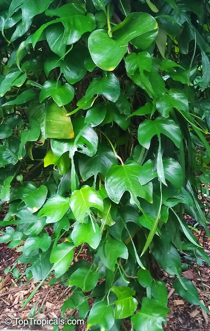 Epipremnum pinnatum, Pothos, Money Plant