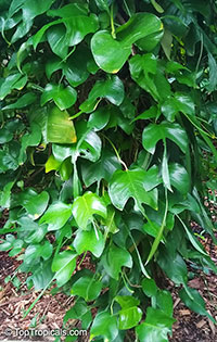 Epipremnum pinnatum, Pothos, Money Plant

Click to see full-size image