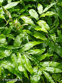 Unknown 98, Fern

Click to see full-size image