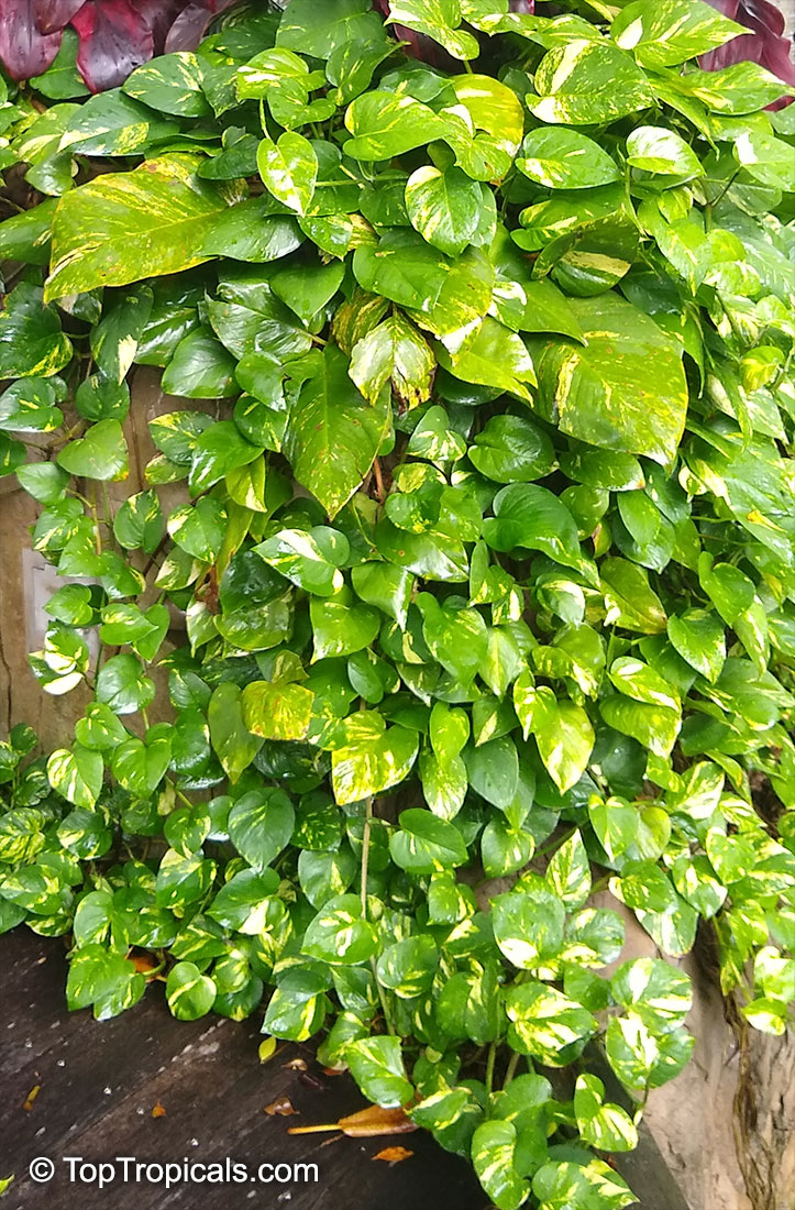 Epipremnum aureum - Queen Pothos, Green leaf, Philodendron