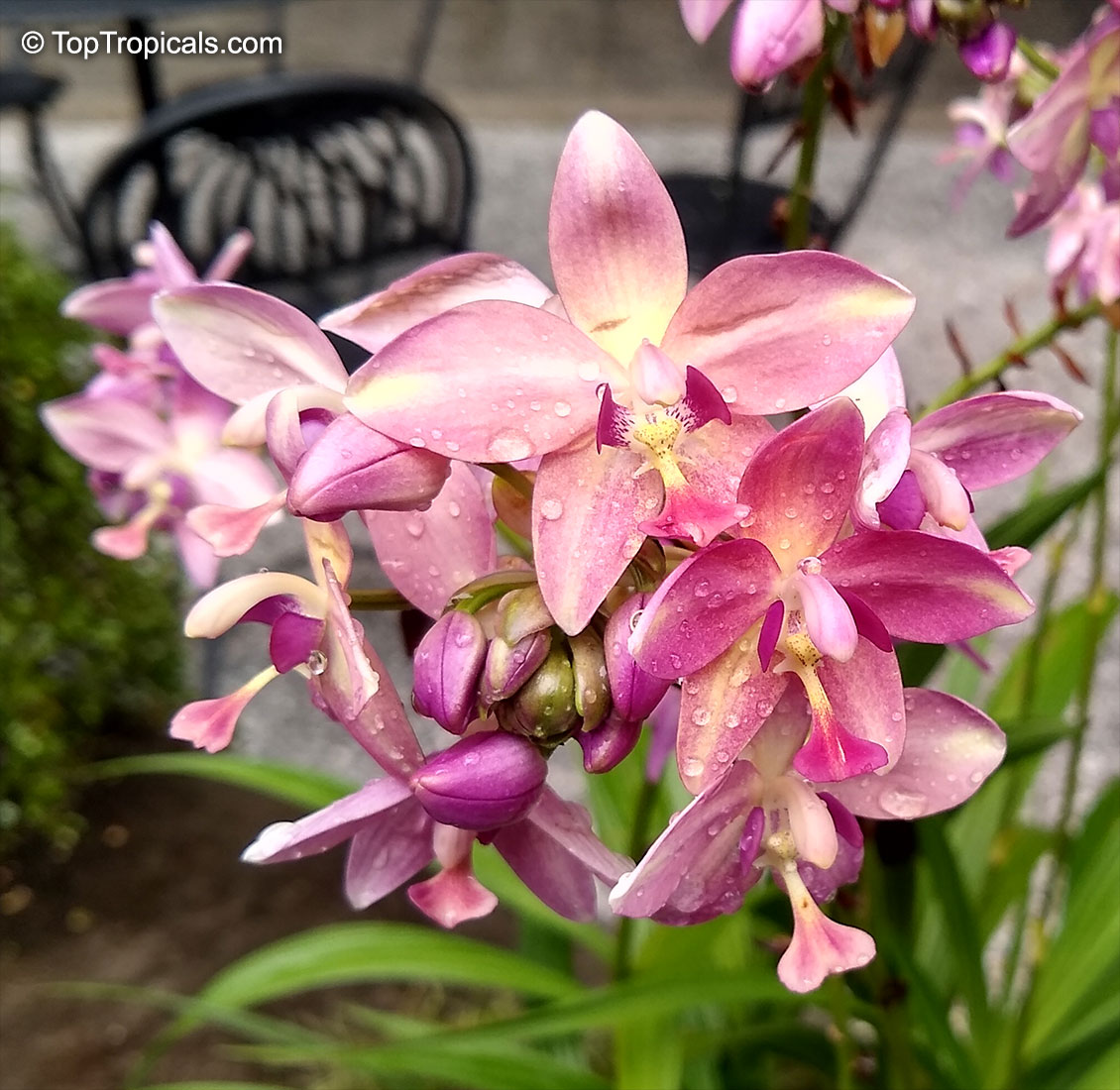Spathoglottis plicata, Ground Orchid, Garden Orchid