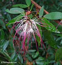 Calliandra riparia, Calliandra schultzei , Pink Powderpuff

Click to see full-size image