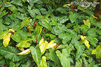 Philodendron 'Anderson Red', Philodendron 'Anderson Red'

Click to see full-size image