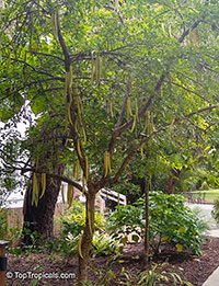 Parmentiera cereifera, Candle Tree, Arbol de vela

Click to see full-size image