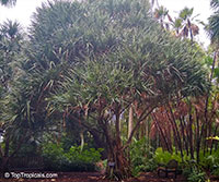 Pandanus utilis, Screw Pine

Click to see full-size image